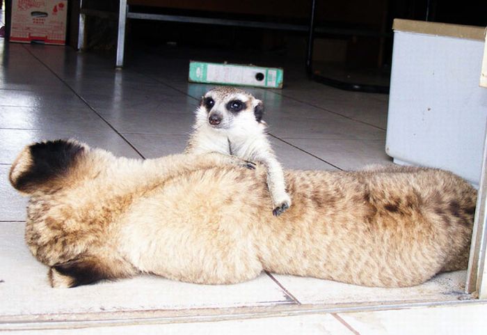 Timo e Simba da vida real