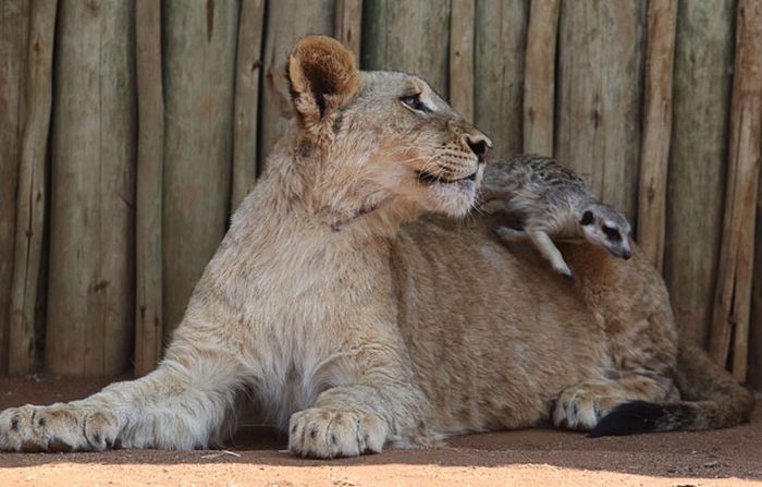 Timo e Simba da vida real