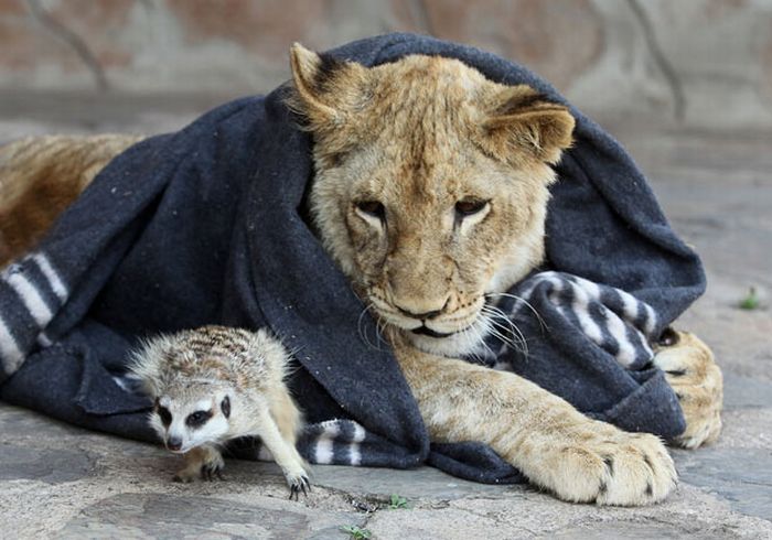 Timo e Simba da vida real