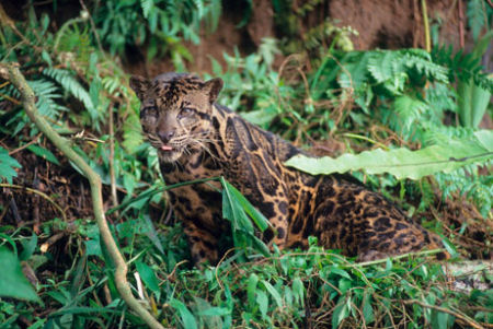 10 grandes descobertas animais de 2007