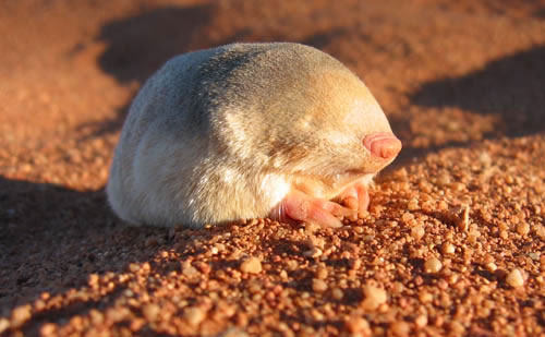 Toupeira dourada um bichinho muito esquisito