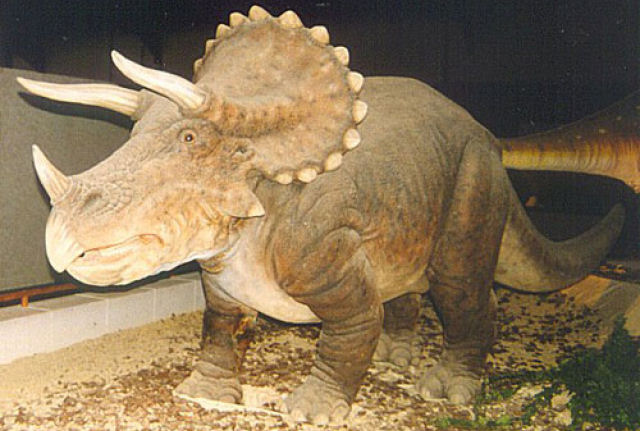 Triceratops