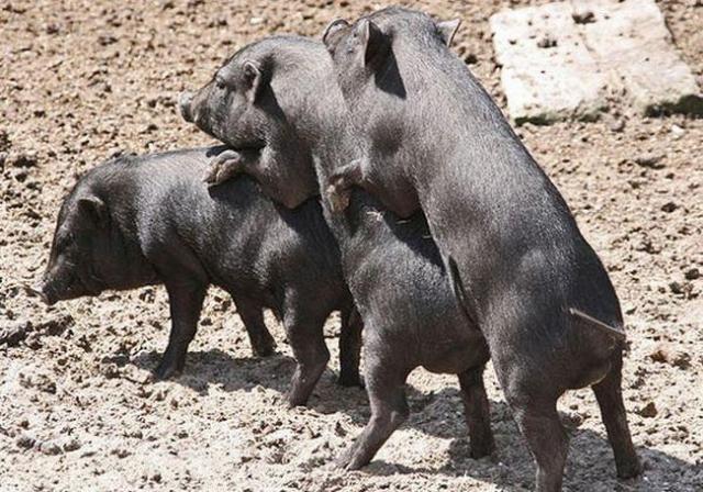 Outros motivos para voc nao levar as crianas ao zoolgico