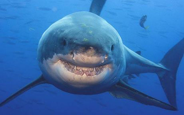 Grande tubaro branco sorri para as cmeras