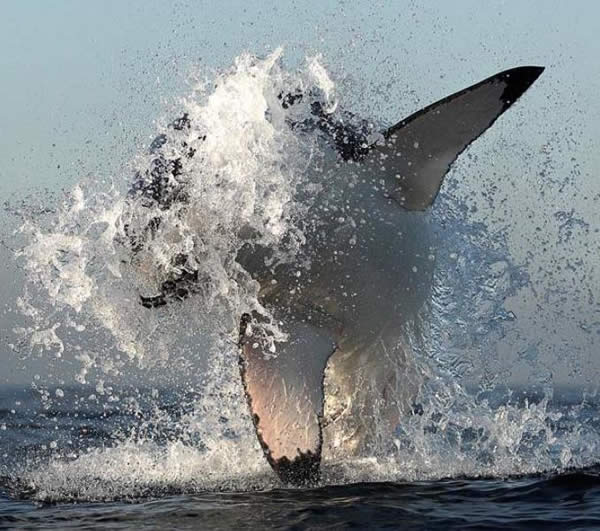 Tubarao branco caando focas