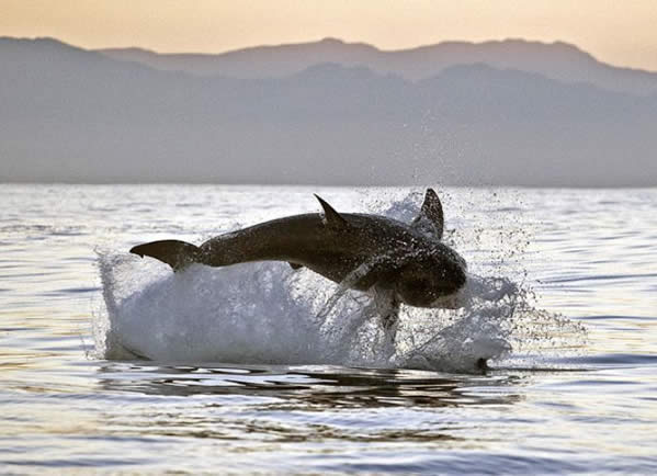 Tubarao branco caçando focas