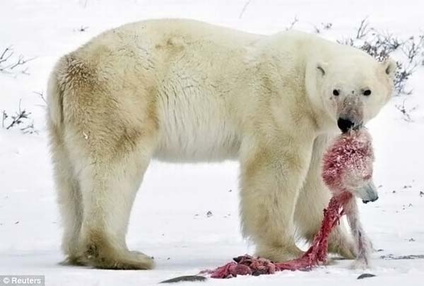 Urso polar canibal