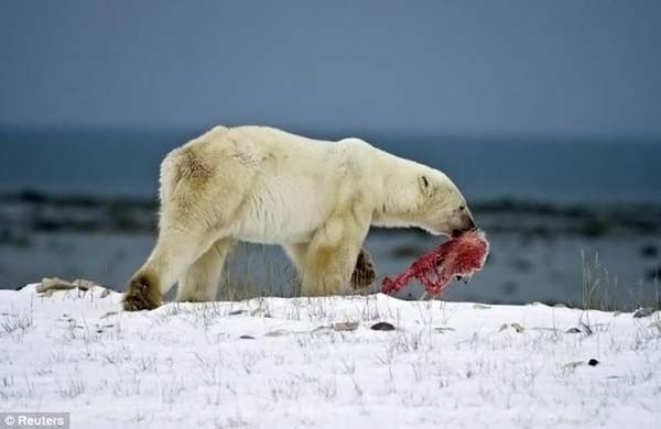 Urso polar canibal