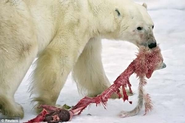 Urso polar canibal