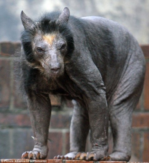 Dolores, a ursa pelada de um zoolgico alemo