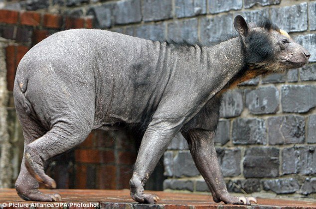 Dolores, a ursa pelada de um zoolgico alemo