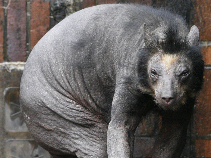 Dolores, a ursa pelada de um zoolgico alemo