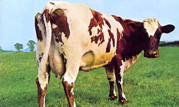 Um imposto sobre flatulncias das vacas