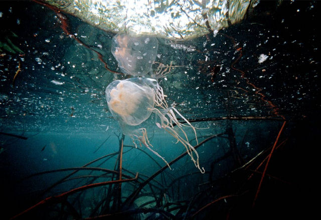 Vespa-do-mar, a criatura mais venenosa do planeta