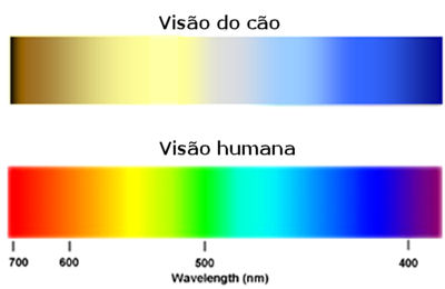 12 curiosidades sobre os cães