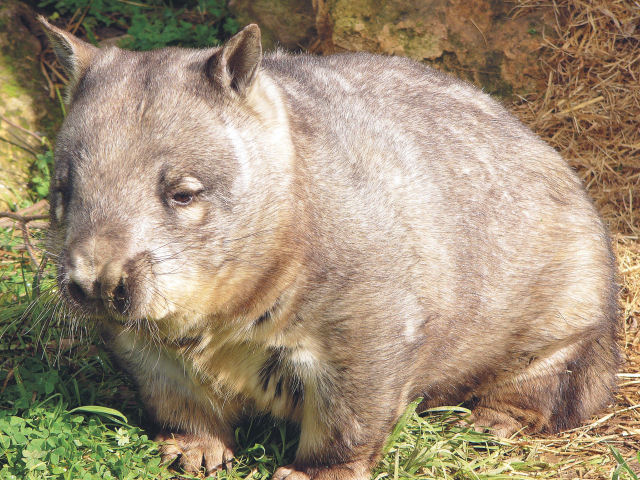 Wombat