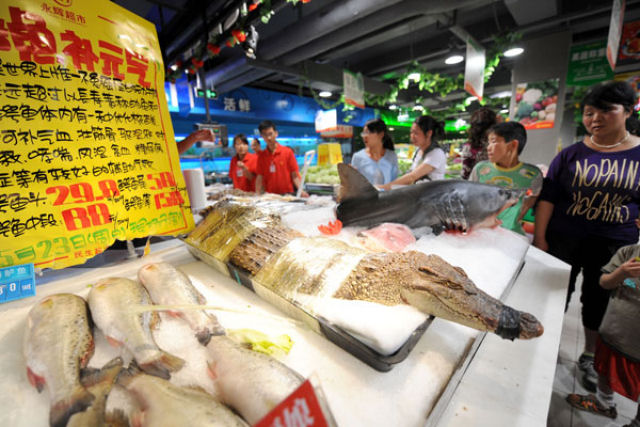 Jacar vivo a venda em mercado Chins