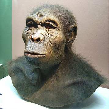 Homo habilis