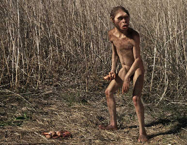 Homo habilis