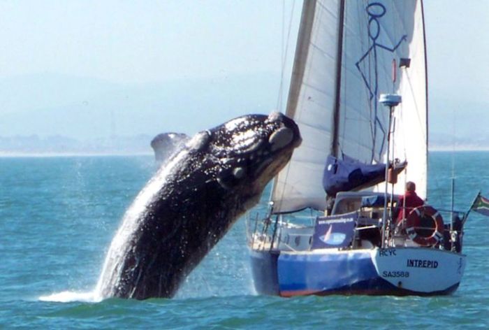 Barco avariado por ataque de baleia