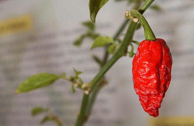 Bhut Jolokia, ardida  pouco