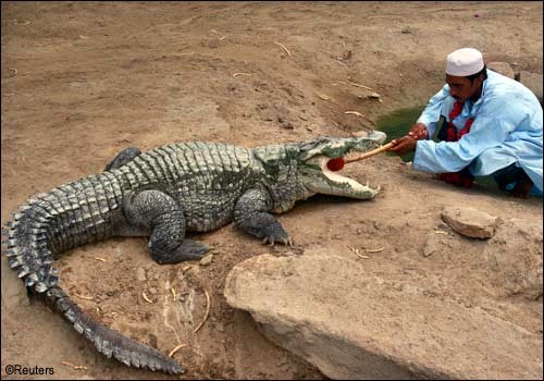 Festival do crocodilo no Paquistão
