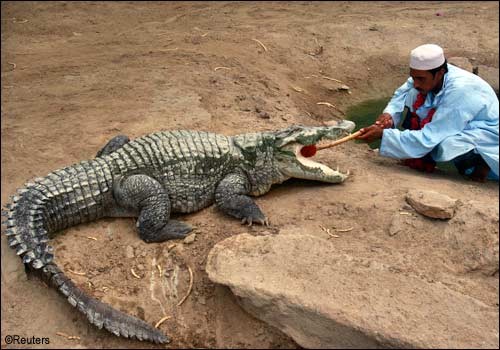 Festival do crocodilo no Paquisto