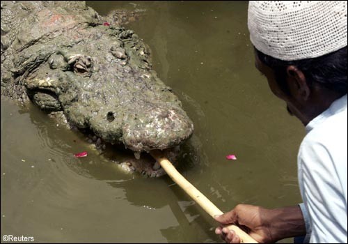 Festival do crocodilo no Paquisto