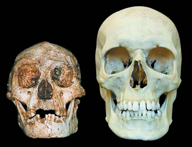 Homo Floresiensis, outra espcie humana