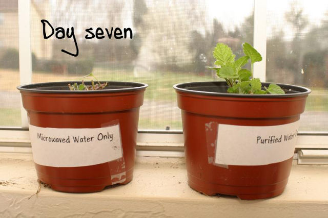 Experiência: planta regada com água do microondas