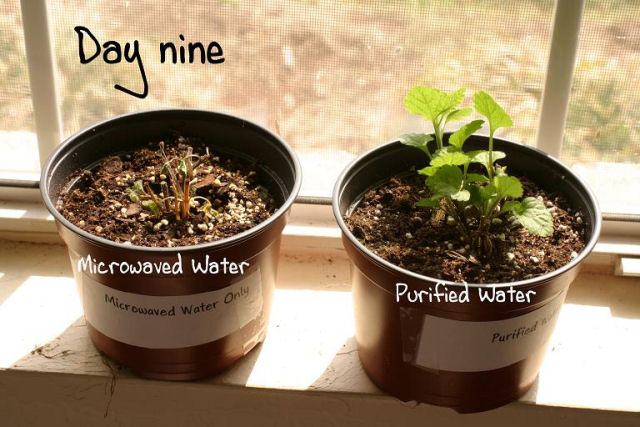Experiência: planta regada com água do microondas