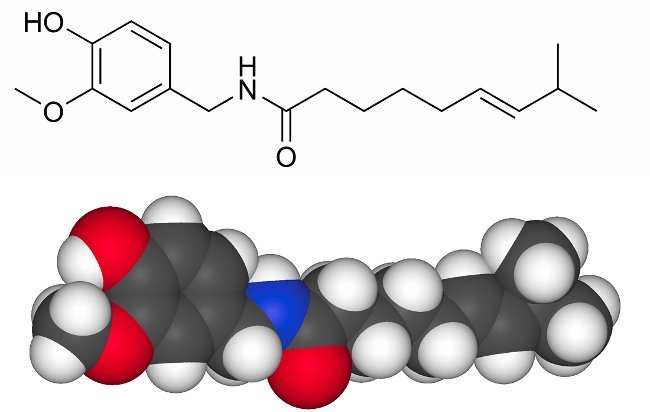 Capsaicina, a molécula picante