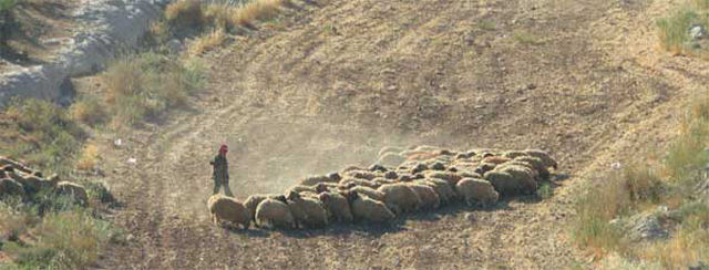 Fenômenos estranhos pelo mundo: Nave OVNI em Moscou e ovelhas abduzidas na Jordânia