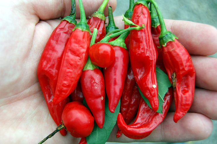 Capsaicina, a molcula picante