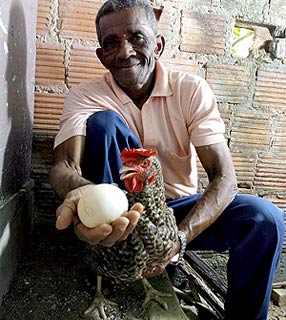 Galinha baiana bota ovo de 250 gramas