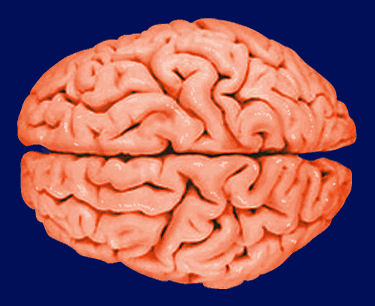 Mitos e verdades sobre o crebro