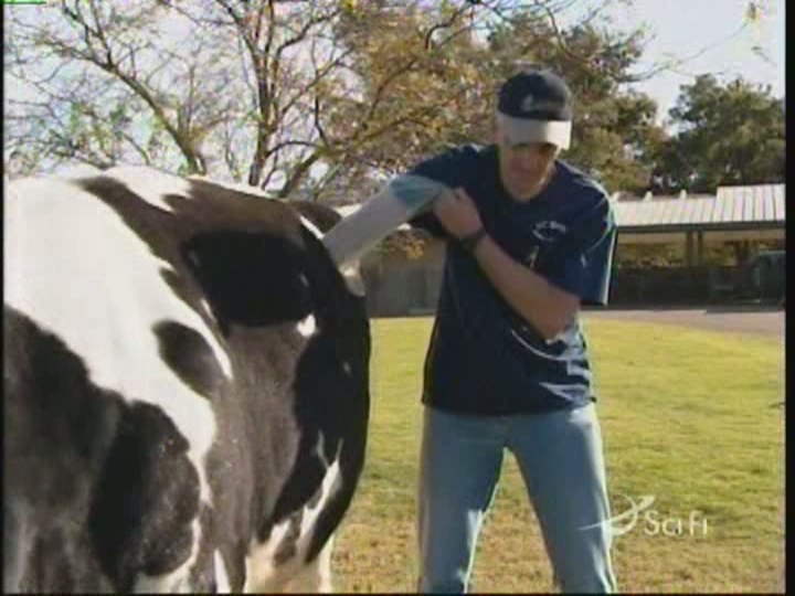 Vacas com janelas