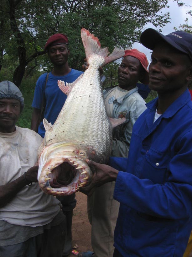 Quem tem medo de Piranha?