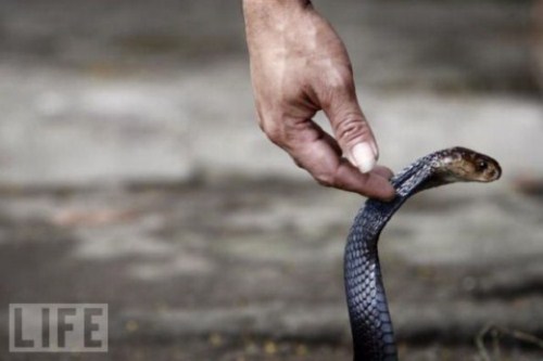 Cobrurguer, o hambrguer de cobra