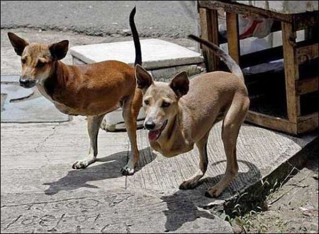 Fotos reais que parecem falsas