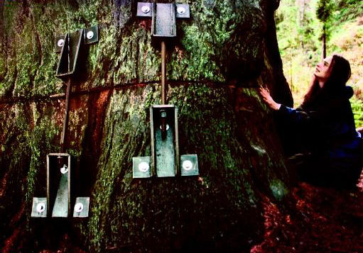 Julia Butterfly Hill, a mulher que ficou dois anos em cima de uma rvore para evitar seu corte