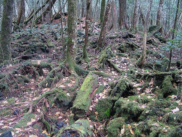 Aokigahara: o bosque dos mortos