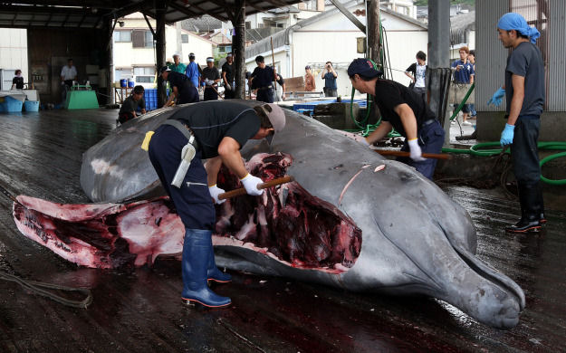A caça científica de baleias no Japão