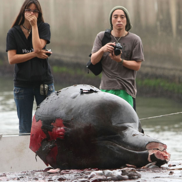 A caa cientfica de baleias no Japo