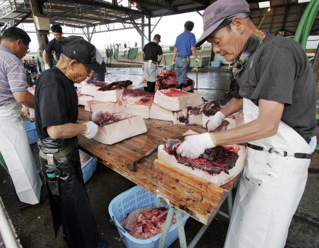 A caa cientfica de baleias no Japo