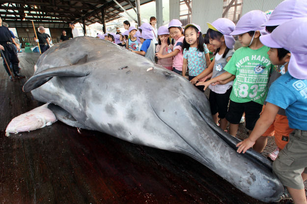 A caça científica de baleias no Japão