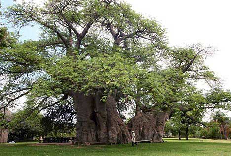 Baobar, o nico bar dentro de uma rvore