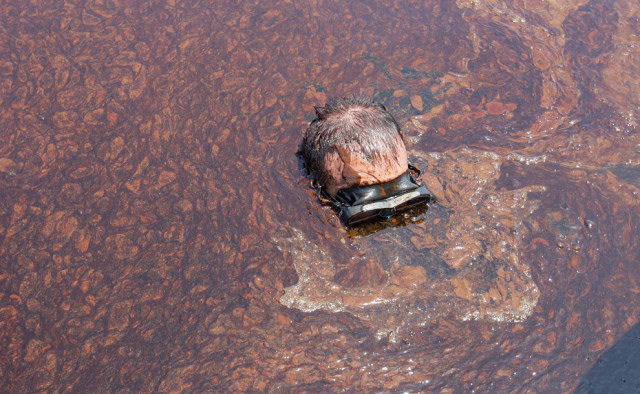 Desastre no Golfo do México