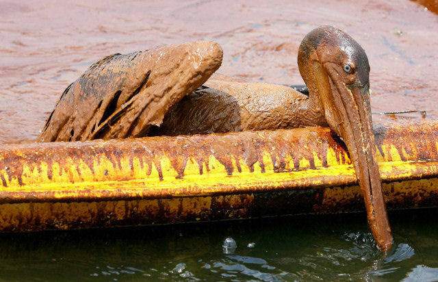 Desastre no Golfo do México