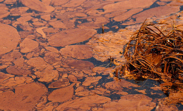 Desastre no Golfo do México